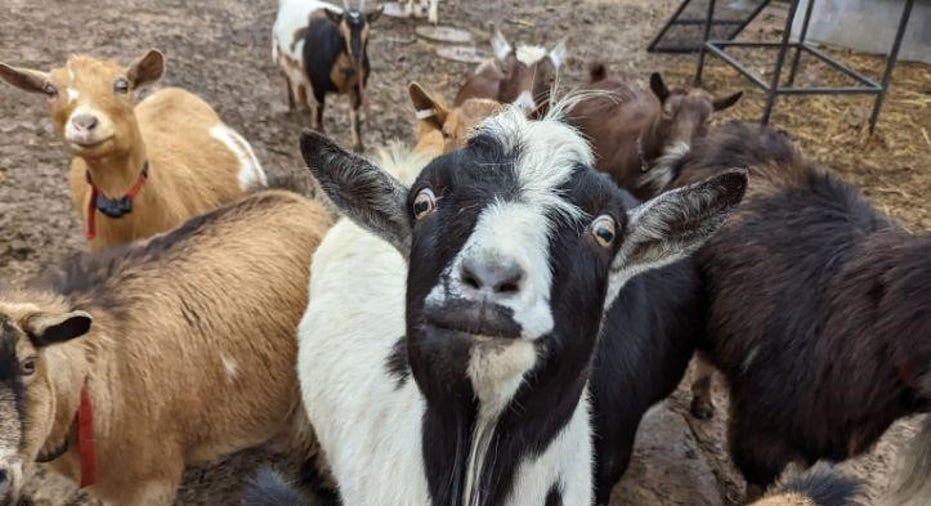 goats galore
