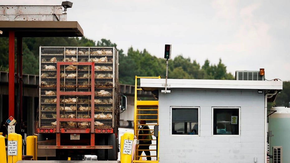 chickens arrive by truck to Tyson plant