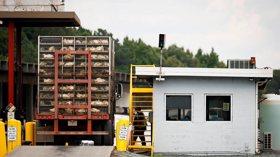 chickens arrive by truck to Tyson plant