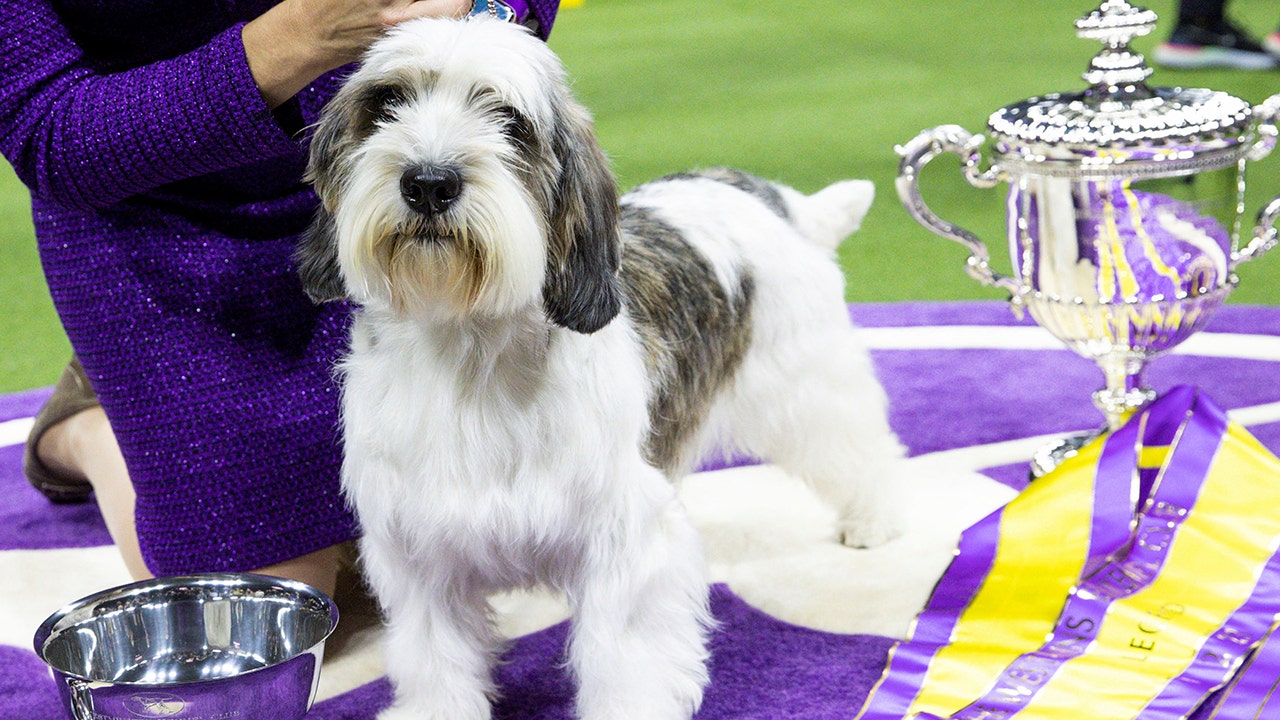 Buddy Holly, a petit basset griffon Vendéen, crowned Best in Show at