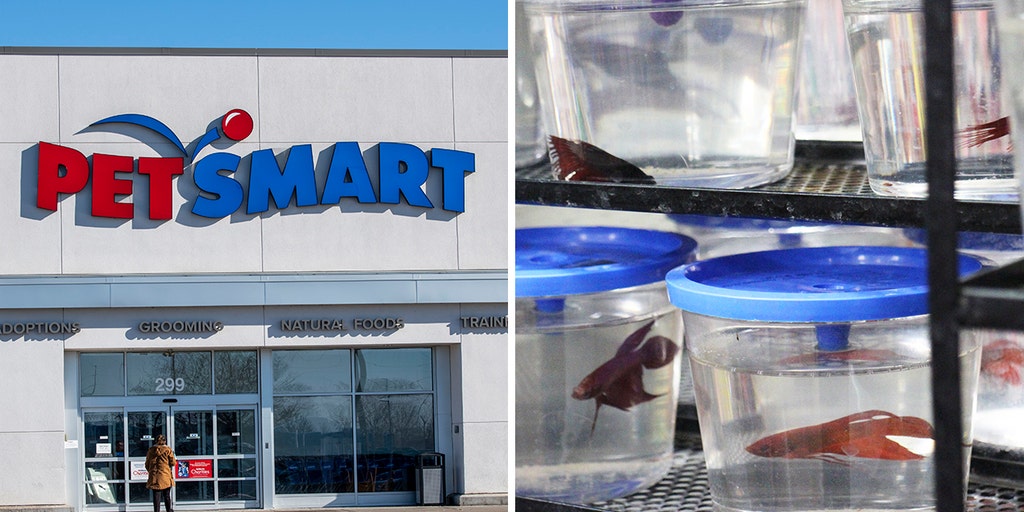 Live hot sale fish petsmart