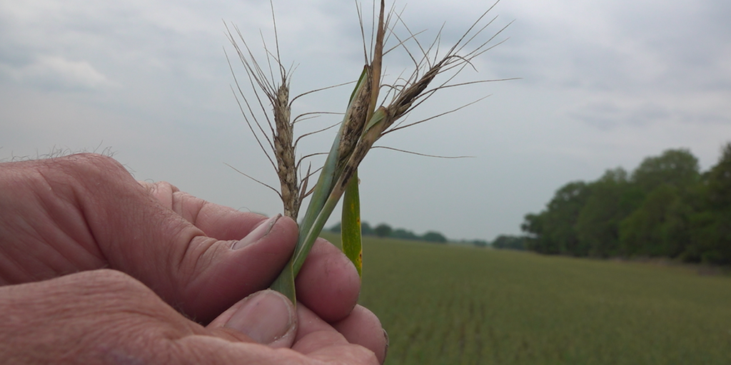 Kansas wheat farmers deal with relentless drought as devastating wheat harvest looms - Vimarsana News