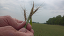 Devastating wheat harvest looms as Kansas farmers deal with relentless drought