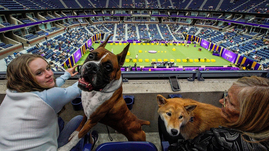 Human and dog spectators at the Westminster Dog Show