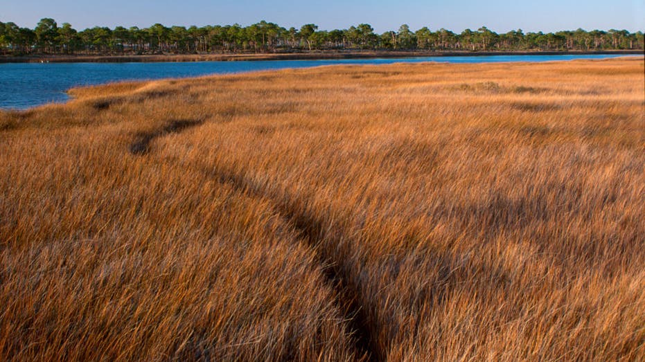 St George Island marsh