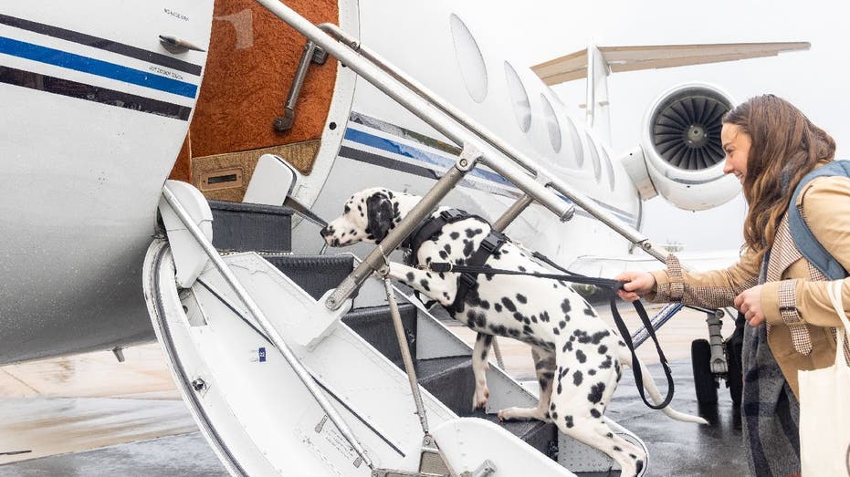 Elena Bernewitz boards private jet with her Dalmatian Oxford