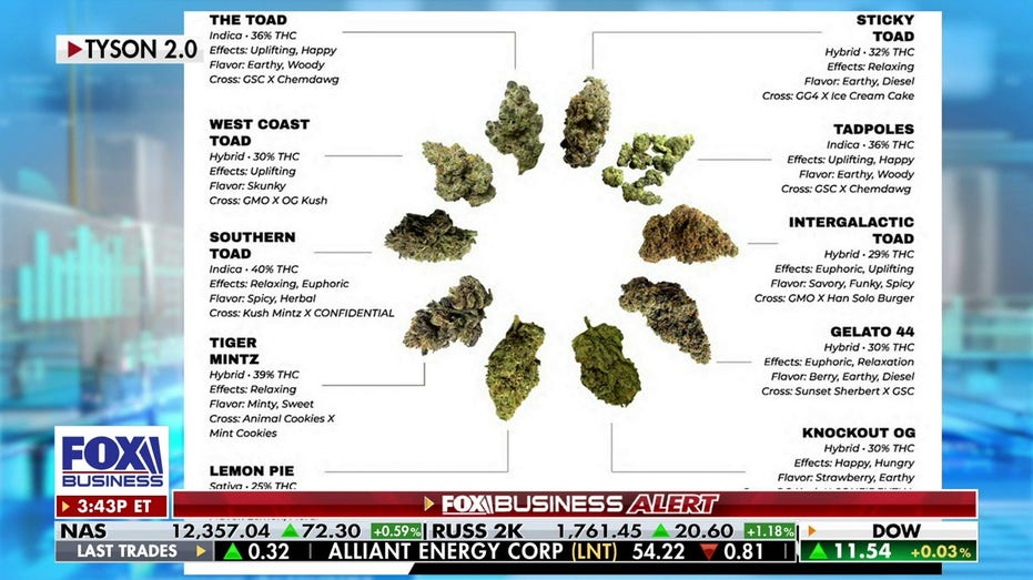 a photo of cannabis