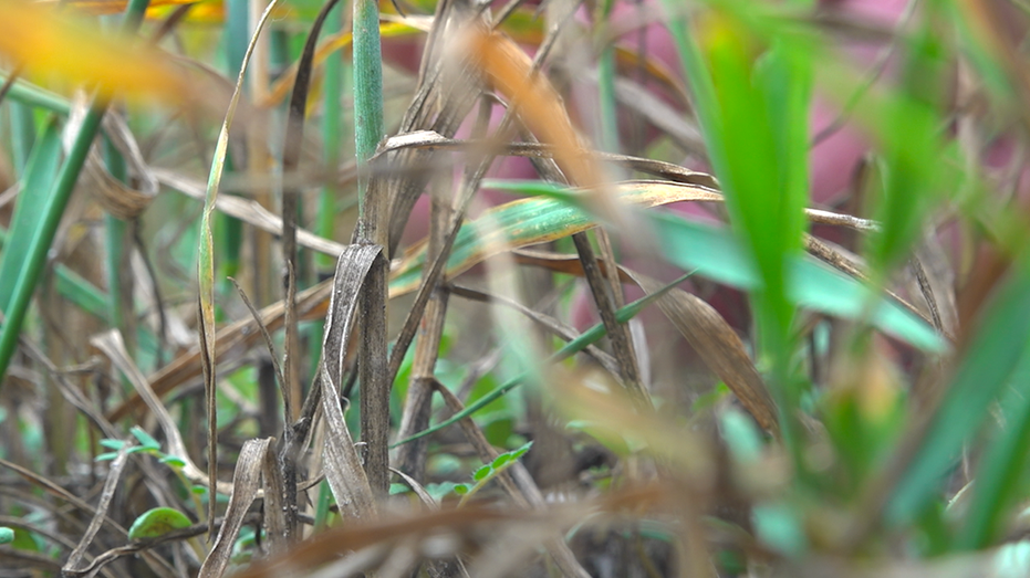 Dead wheat