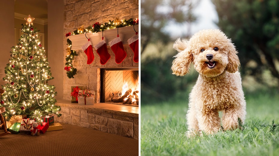 christmas scene and dog split lottery ticket