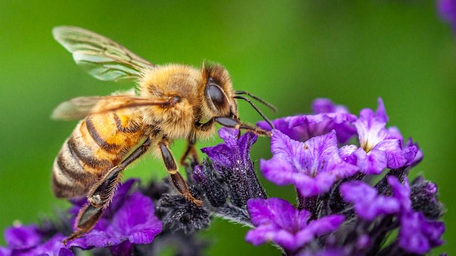 honeybee on flower iStock