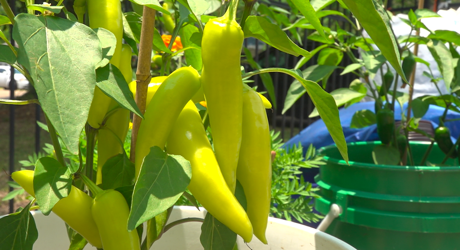jalapeño peppers on a bush