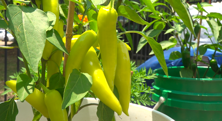 jalapeño peppers on a bush