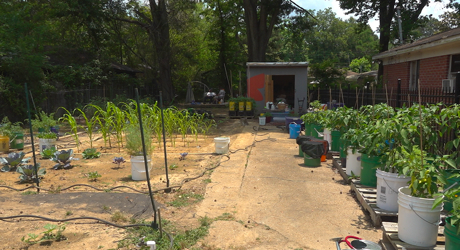wide shot of garden, row of potted plants, corn sprouting from corn