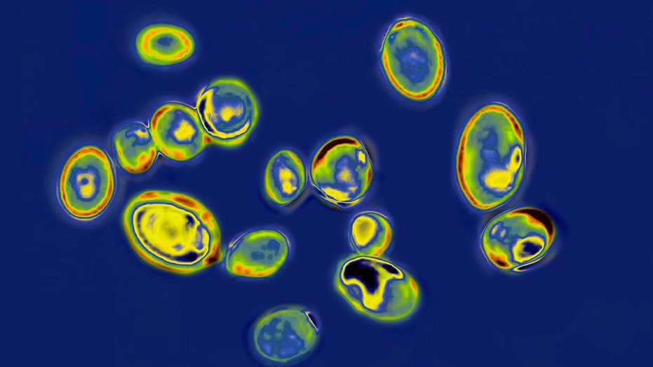 Candida auris fungi under microscope