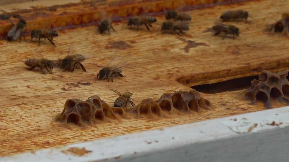 several bees in a hive with honey comb