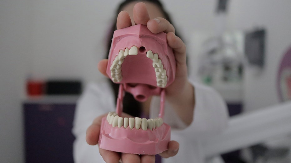 An individual holding up a model of teeth