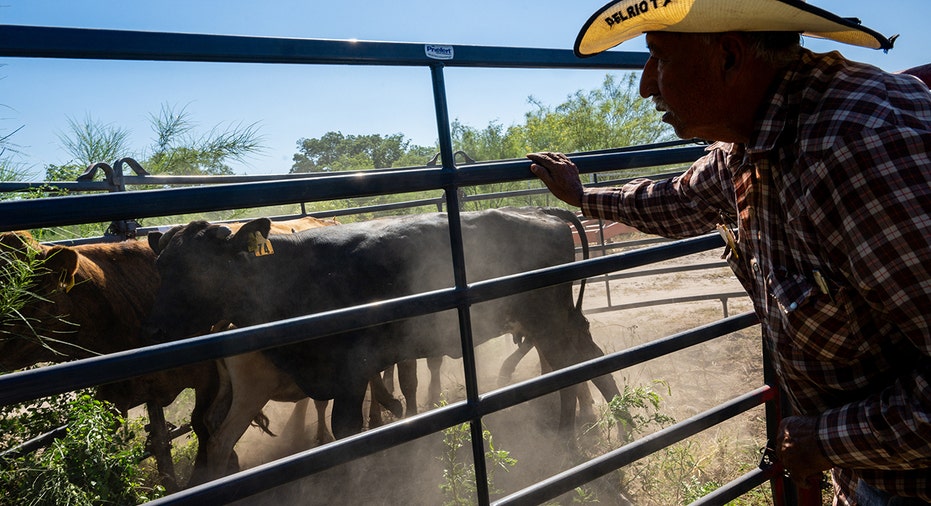 Farmer inspects cattle before herding