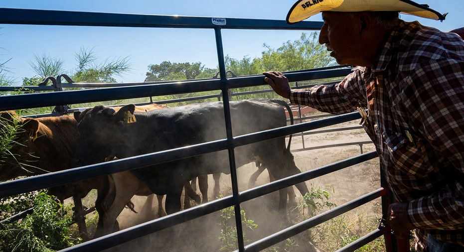 Farmer inspects cattle before herding