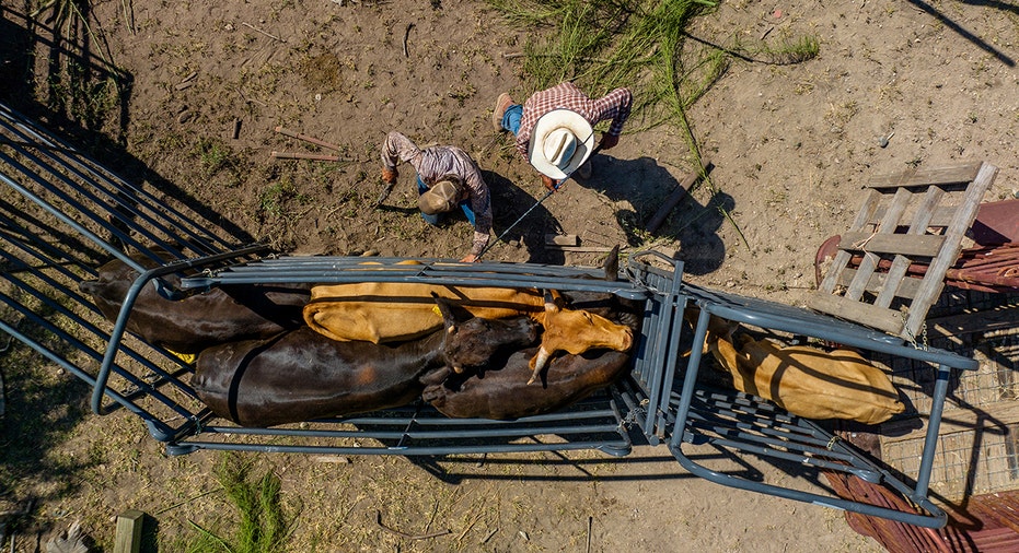 Aerial view of farmers herding cattle