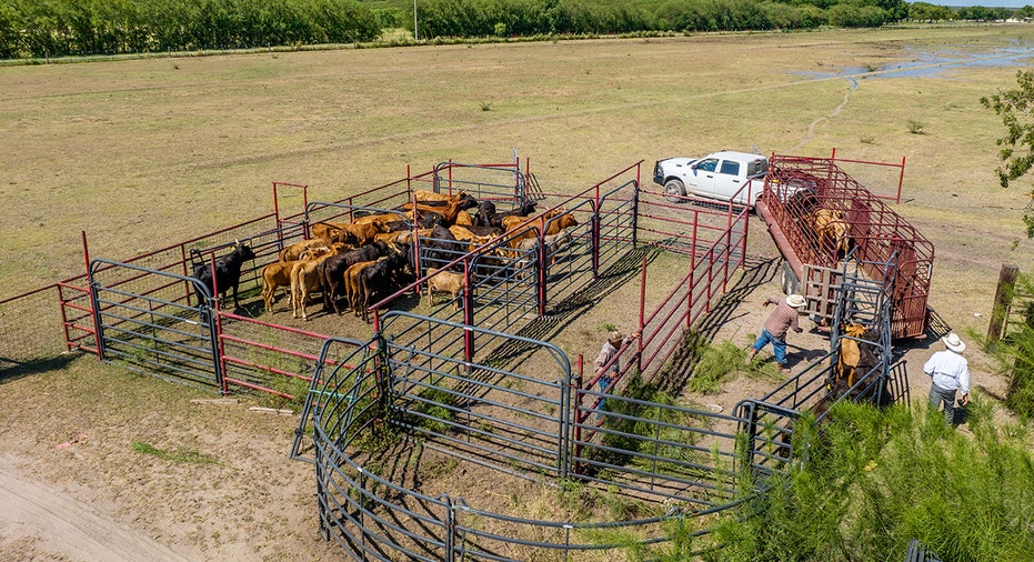 Texas farmers herd cattle together
