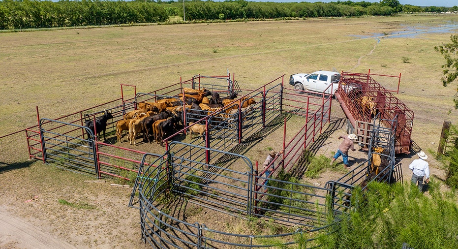 Texas farmers herd cattle together