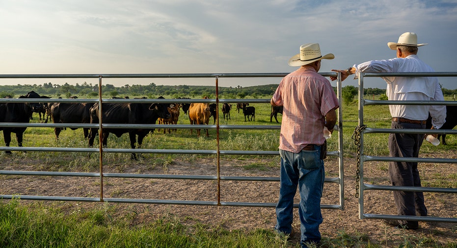 Ranchers look at cattle battling drought