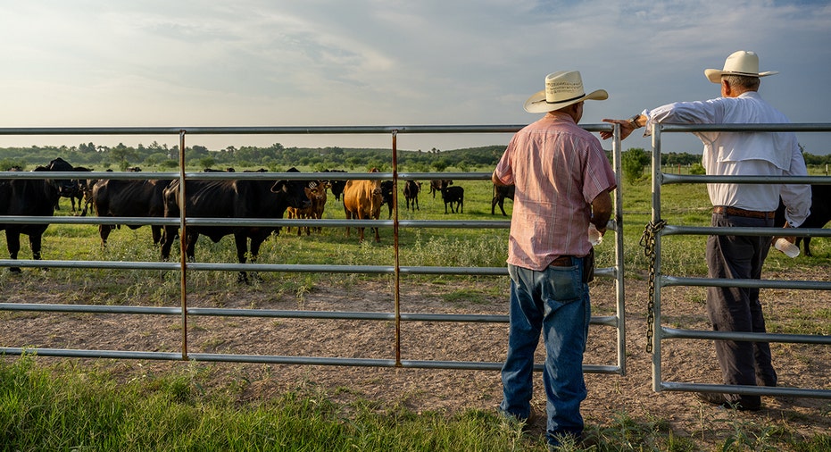 Ranchers look at cattle battling drought