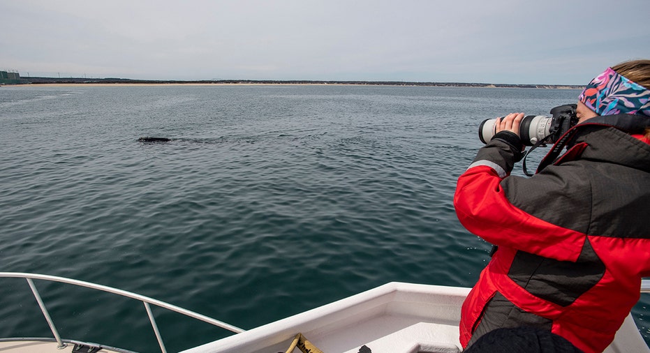 NOAA researches North Atlantic right whales