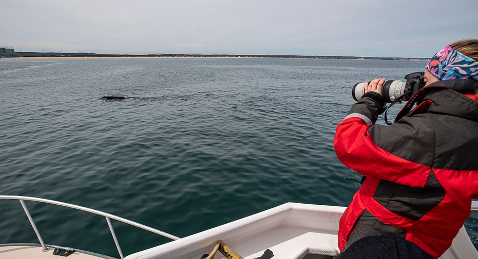 NOAA researches North Atlantic right whales