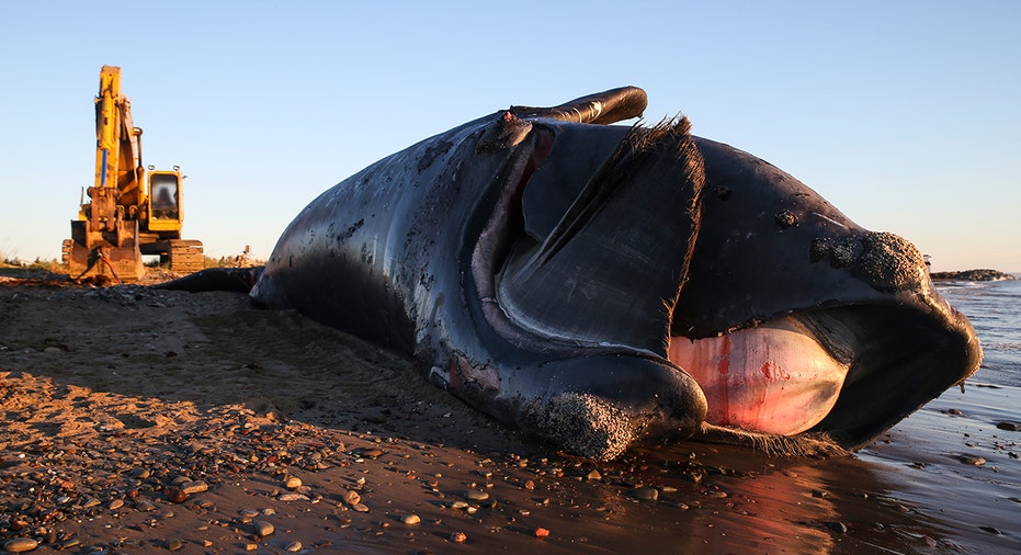 Right whale washed up on shore
