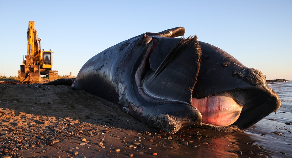 Right whale washed up on shore