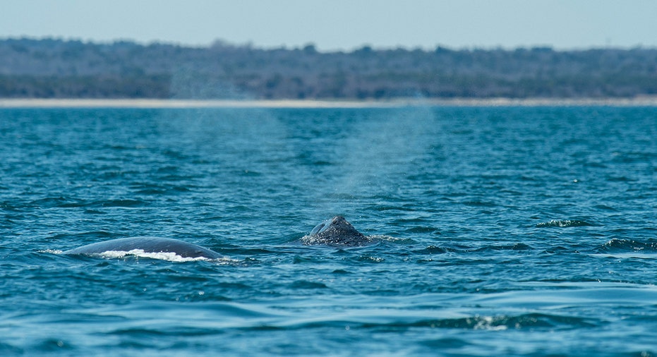 Wild right whale in ocean