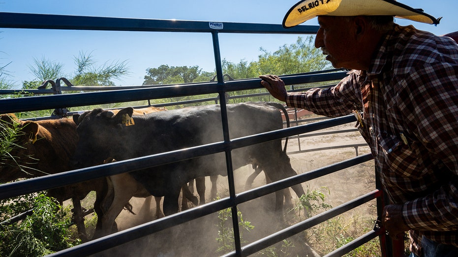 Farmer inspects cattle before herding