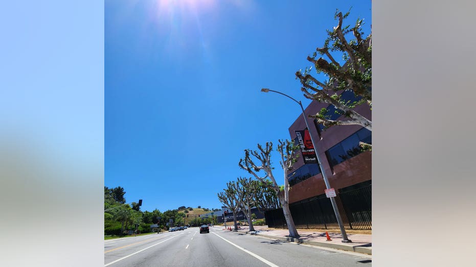 Hollywood street with trimmed trees