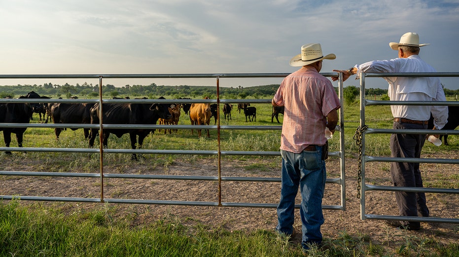 Ranchers look at cattle battling drought