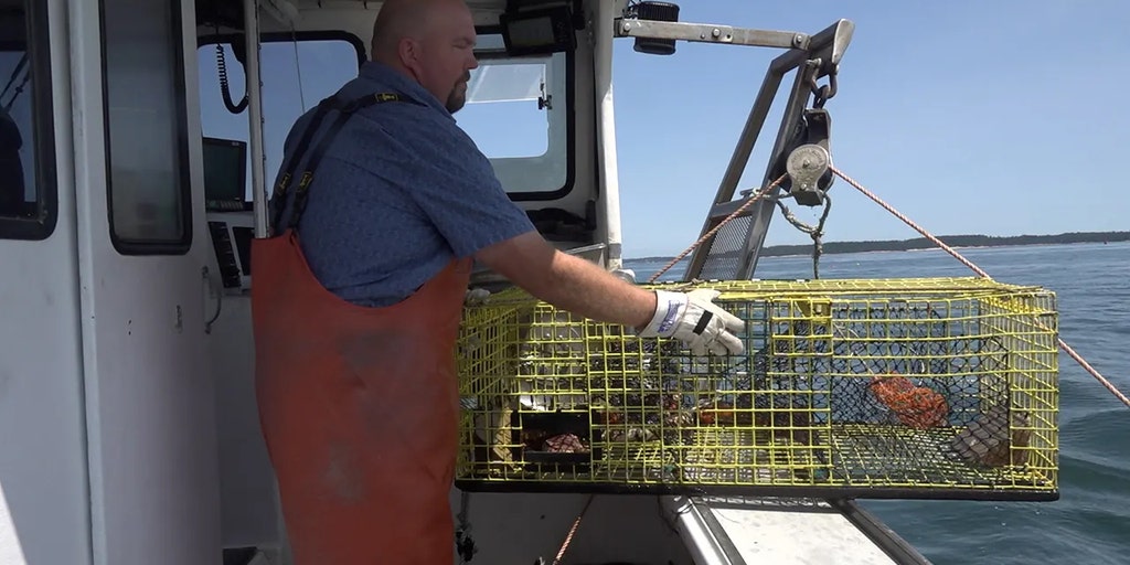 Lobstermen pinched as inflation, new regulations cause cost of delicacy to rise - Vimarsana News