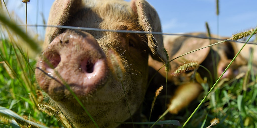 Newly passed California law squeezes 'lots of costs' out of mom-and-pop pork producers - Vimarsana News