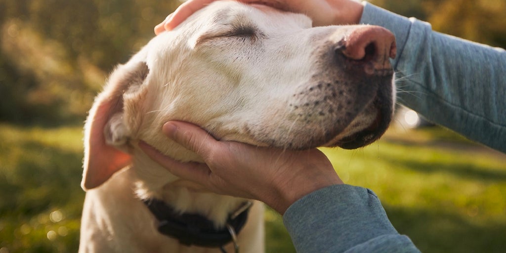 Dog food recalled after sample tests positive for salmonella Fox