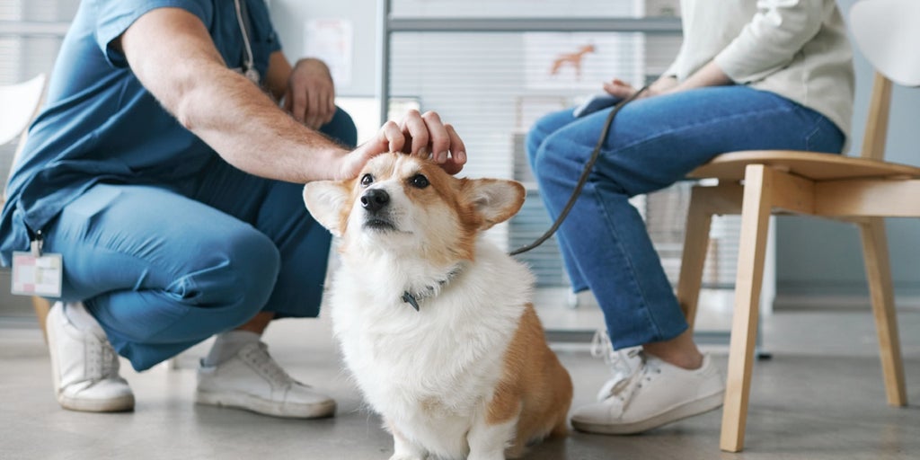 pet food recall - Vimarsana News