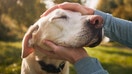 A person pets a Labrador retriever in a park.