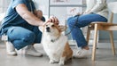 Cute fluffy welsh pembroke corgi dog enjoying cuddle of vet doctor sitting on squats in front of pet owner and consulting her in clinics - Fox Business News