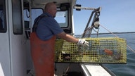 Lobstermen pinched as inflation, new regulations cause cost of delicacy to rise