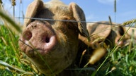Newly passed California law squeezes ‘lots of costs’ out of mom-and-pop pork producers