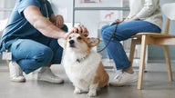 Nationwide dropping pet insurance for 100,000