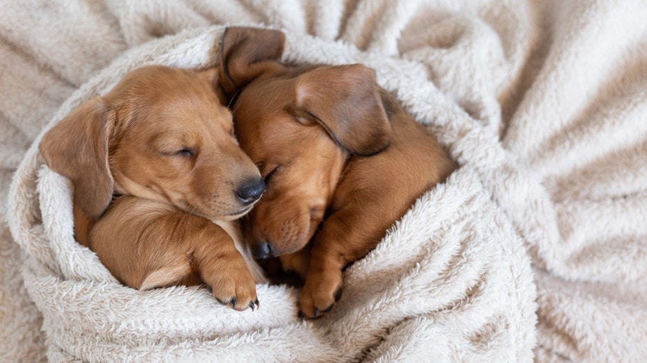 Dachshund puppies dog