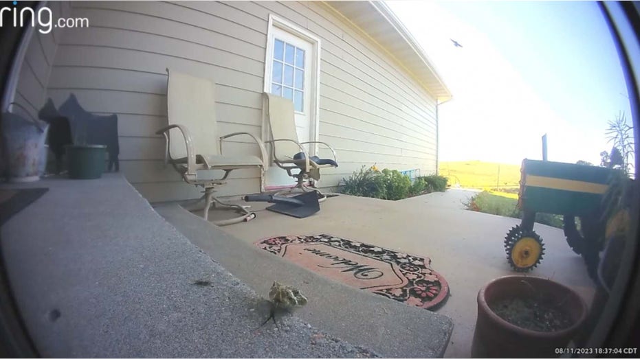 Ring door shows rattlesnake on front porch