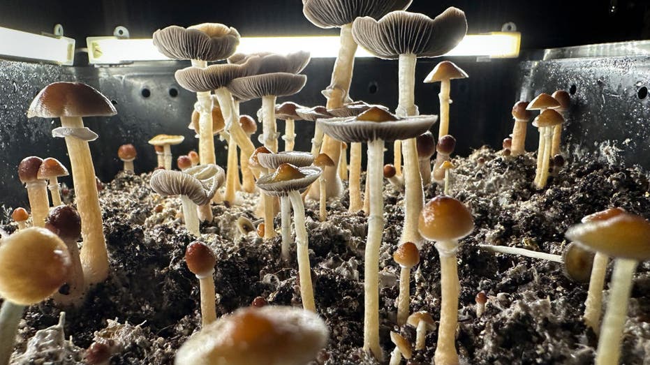 Mushrooms
