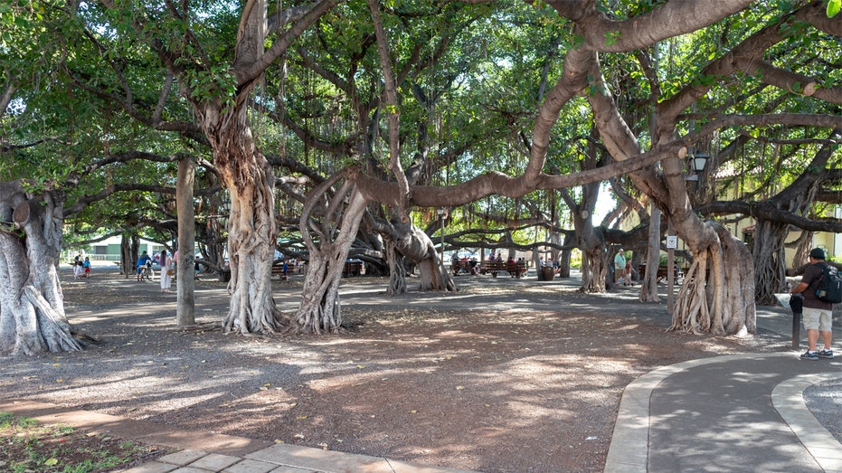 Banyan trees in Lahaina, Maui