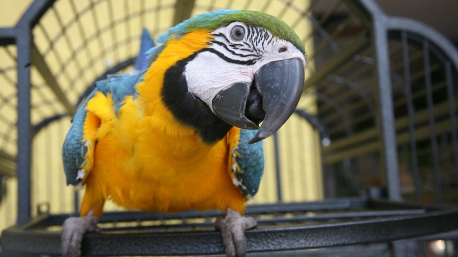 Macaw pet bird