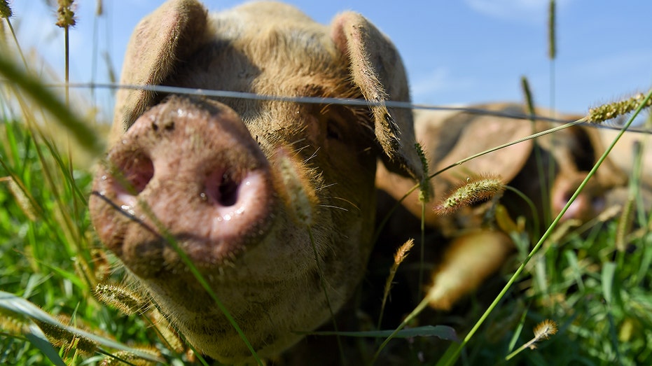 Pig free roams on US farm